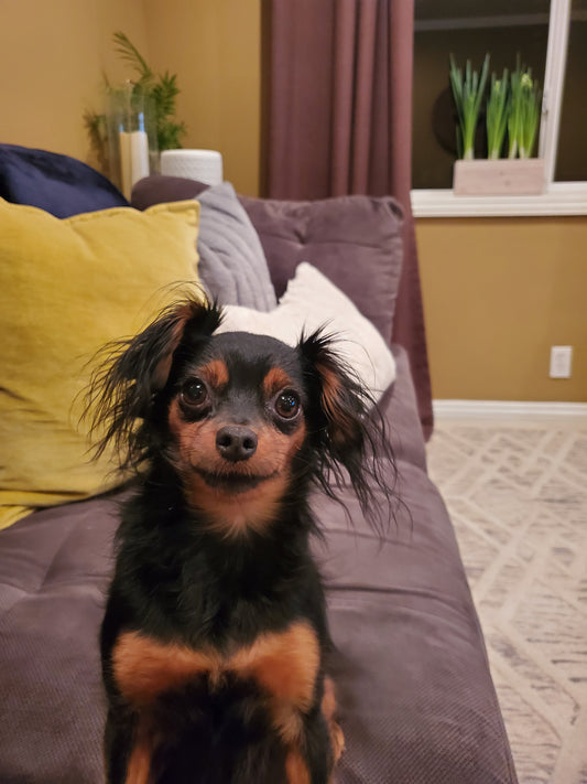 Embroidery Custom Pet Portrait | Earrings