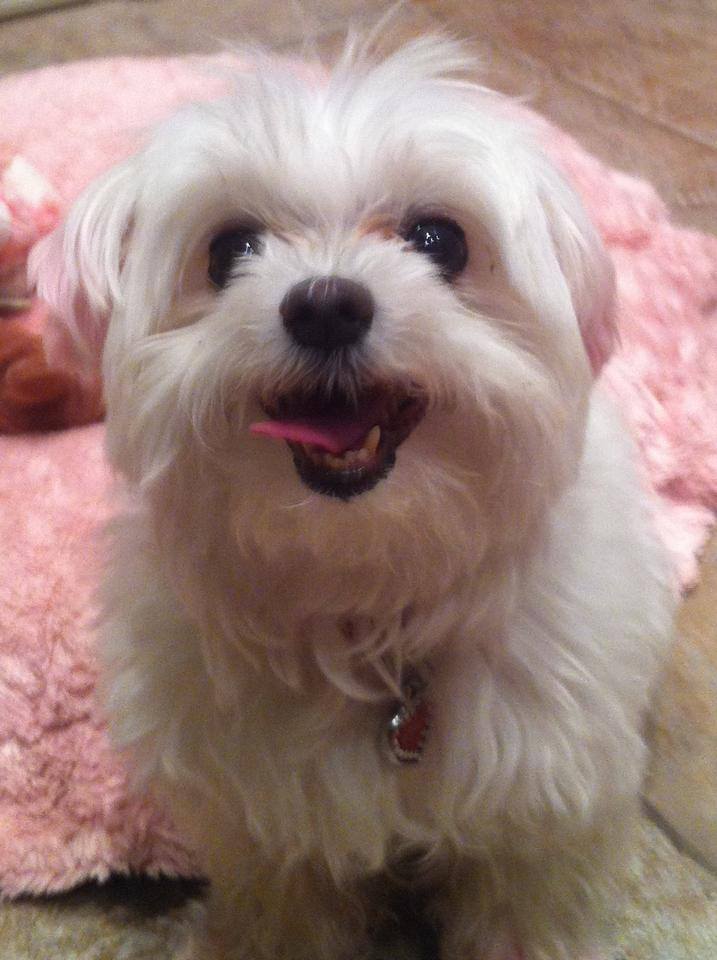 Angel Custom Embroidery Pet Portrait My Pretty Babi